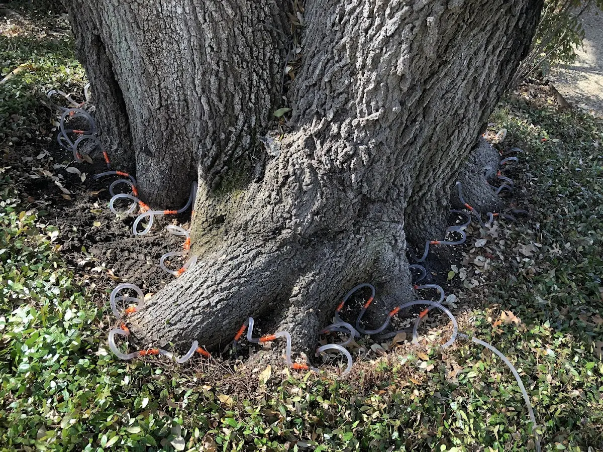 Detailed Tree Cabling and Bracing job site in Watkins Glen