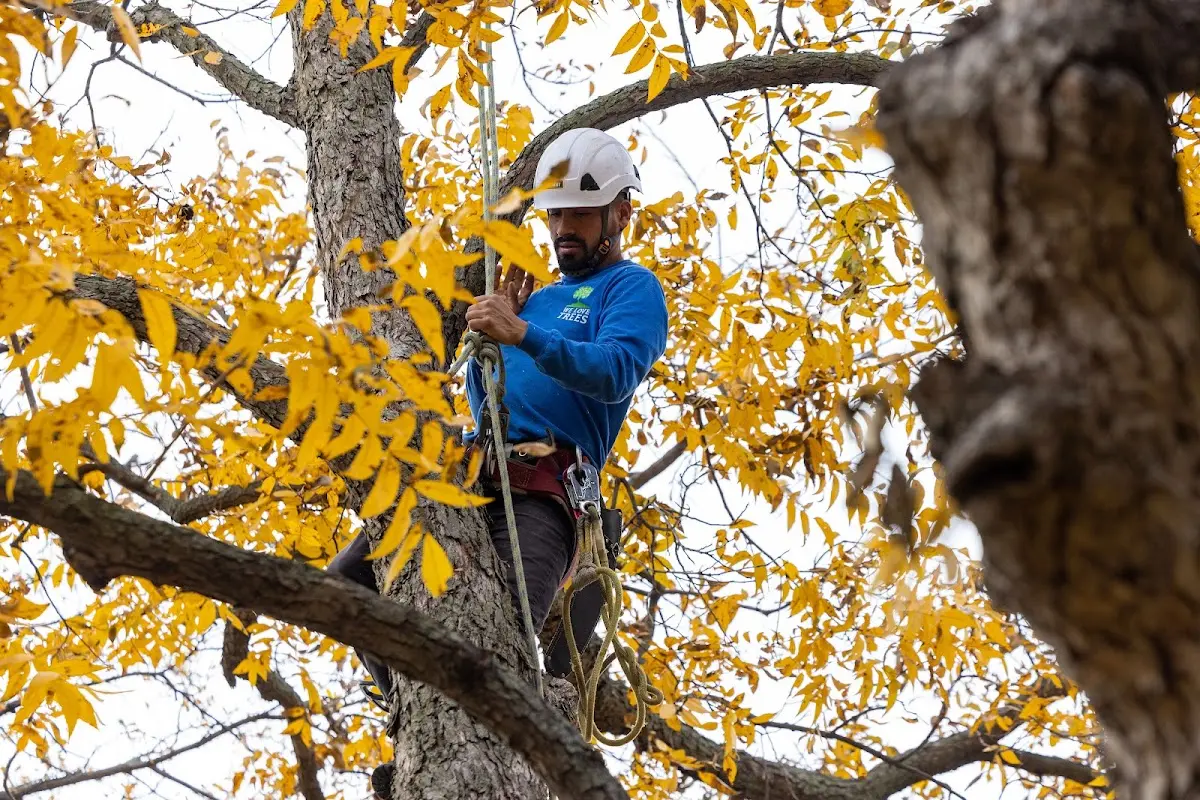 Skilled Tree Planting crew working in Watkins Glen
